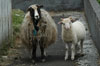 Ær við lambi/ Får med lam / Sheep with lamb.