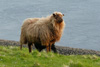 Ær við lambi / Får med lam / Sheep with lamb.