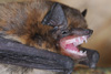 Trøllflogmús / Troldflagermus / Nathusius' pipistrelle bat.