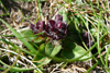 Trøllabátsmanshattur / Prunella vulgaris L. Eiðiskollur.