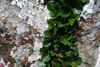 Urtapílur / Salix herbacea, Eiðiskollur 04.07.2009.