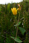 Fagurligt pirikum ella víriksgras / Hypericaceae pulchrum L.