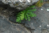 Hálshvít baldursbrá / Tripleurospermum maritimum subsp. phaeocephalum (Ruprecht) Hämet-Ahti 