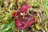 Rundblaðað sóldøgg / Drosera rotundifolia