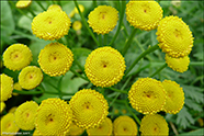 Reinfan / Chrysanthemum vulgare (L.).