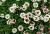 Seyðasmæra / Trifolium repens (L.).