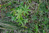 Mikilskøra / Alchemilla alpina L.