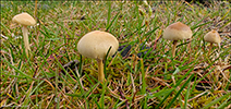 Agrocybe pediades