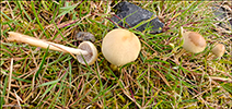 Agrocybe pediades