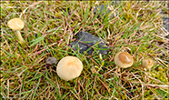 Agrocybe pediades