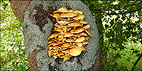 Armillaria