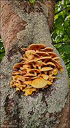 Armillaria