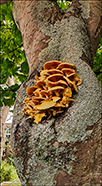 Armillaria