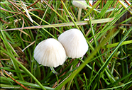 Conocybe alpibes