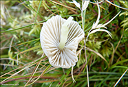 Conocybe alpibes