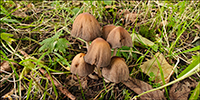 Coprinellus micaceus