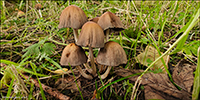 Coprinellus micaceus