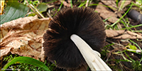 Coprinellus micaceus