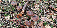 Cortinarius