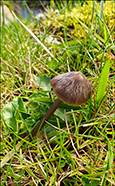 Entoloma ssp.