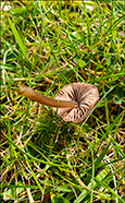 Entoloma ssp.