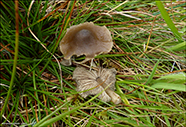 Entoloma conferendum