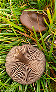 Entoloma sericeum