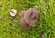 Entoloma sericeum