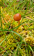 Galerina