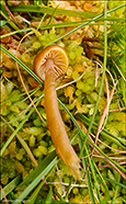 Galerina