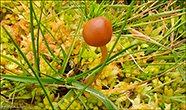 Galerina