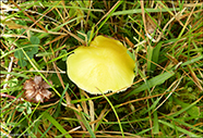 Hygrocybe chlorophana