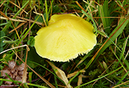 Hygrocybe chlorophana