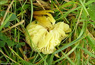 Hygrocybe chlorophana