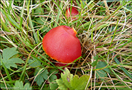 Hygrocybe coccinea 