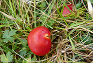 Hygrocybe coccinea 