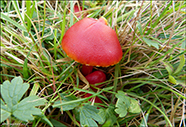 Hygrocybe coccinea 