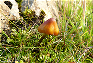 Hygrocybe conica coll