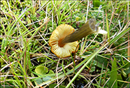 Hygrocybe conica coll