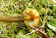 Hygrocybe conica coll