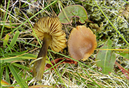 Hygrocybe conica