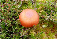 Hygrocybe miniata