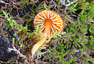 Hygrocybe miniata