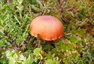 Hygrocybe miniata