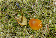 Hygrocybe nigrescens