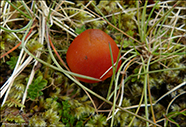 Hygrocybe phaeococcinea