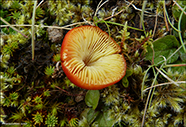 Hygrocybe phaeococcinea