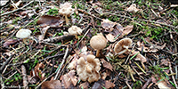 Inocybe geophylla coll