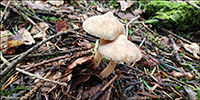 Inocybe geophylla coll