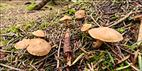 Inocybe